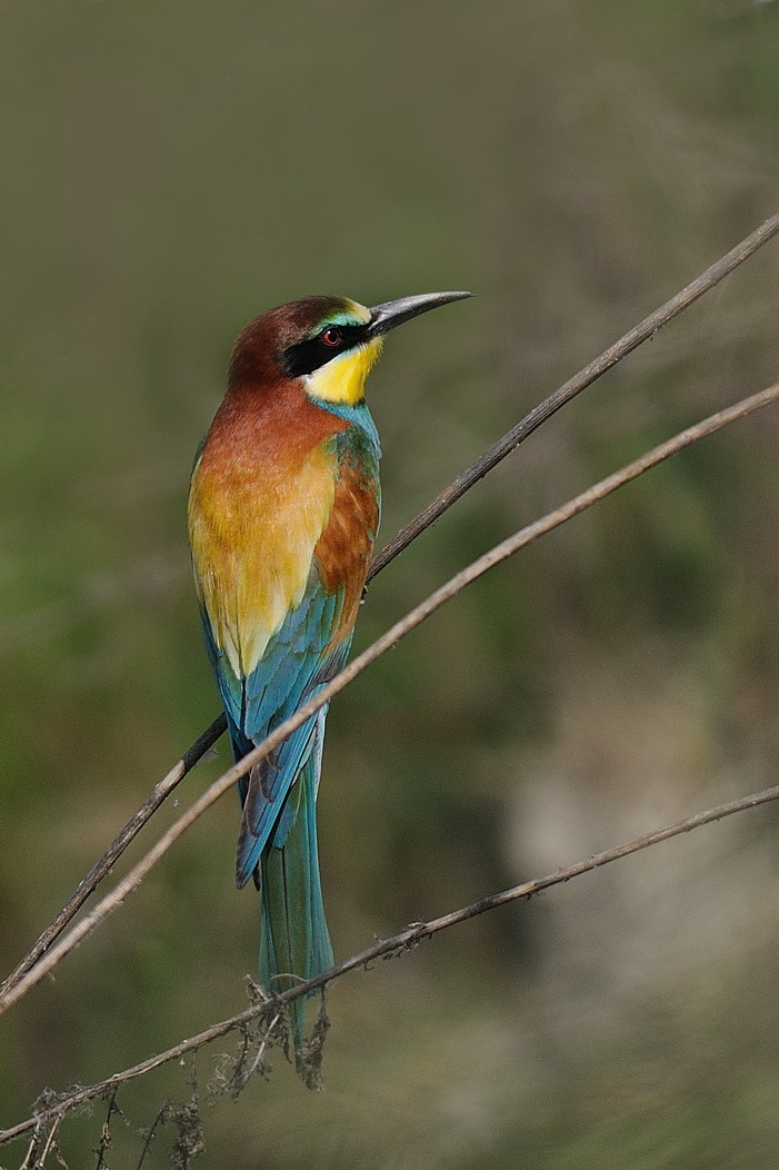 I Gruccioni son tornati